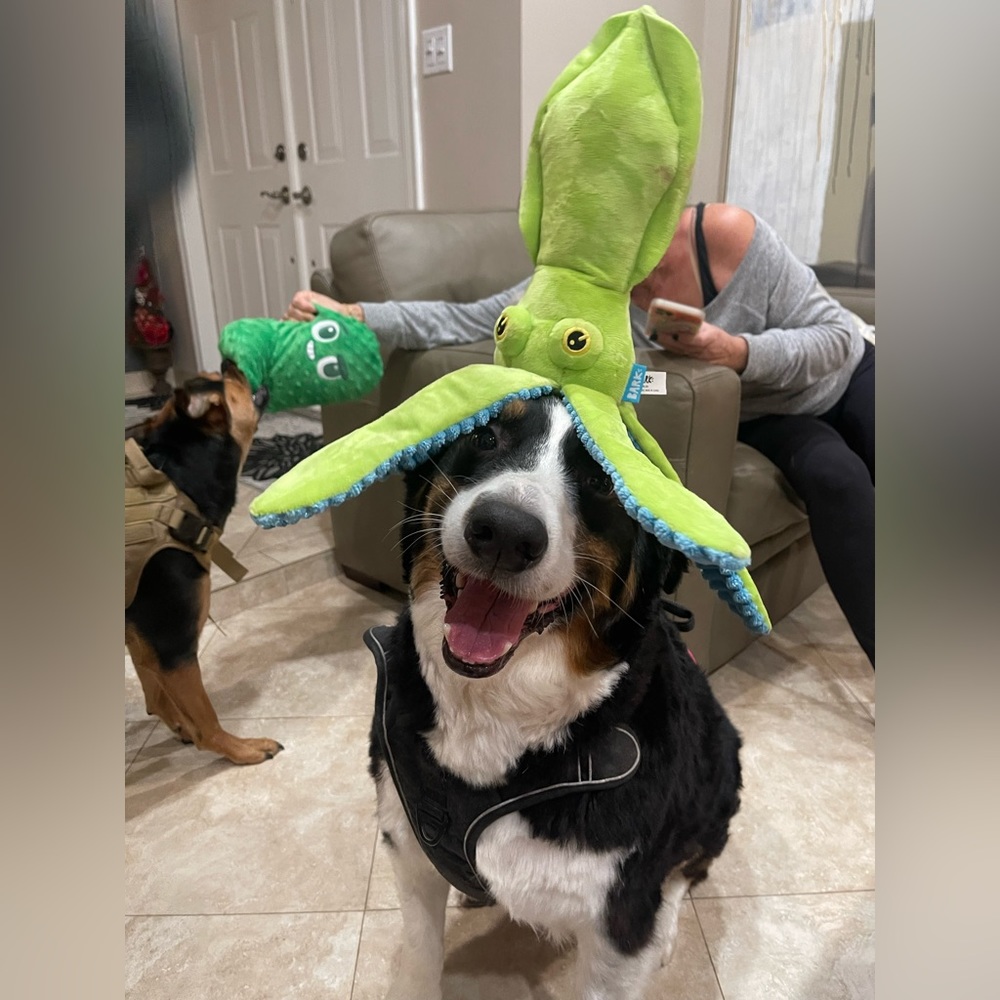 Just sharing some Rupert cuteness to brighten your day! Xmas 2022
